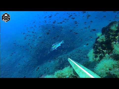 PESCASUB Dotto Enorme Dentice Pesca subacquea Sottocosta by PESCASUB ONLINE — YouTube video thumbnail