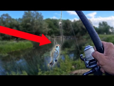 Pêche au VIF à côté d'une cascade, parmi d'anciens vestiges... (mon bouchon COULE !) by Mickaël Sacksteder — YouTube video thumbnail